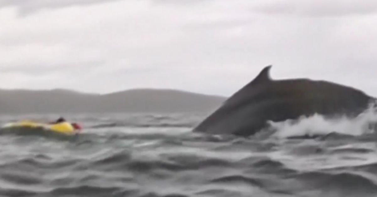 A kayaker off the coast of Chilean Patagonia was swallowed by a humpback whale before being spit back out, an incident caught on video by the man's father.